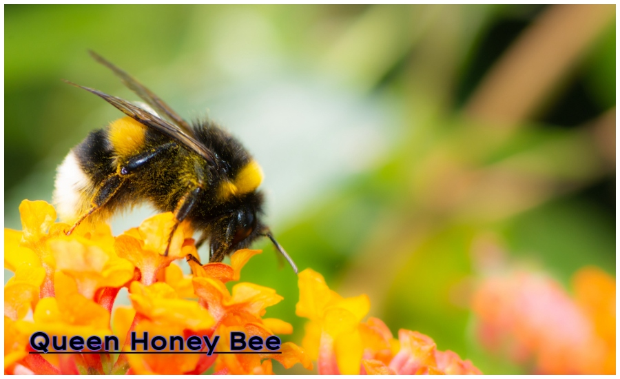 Queen Honey Bee