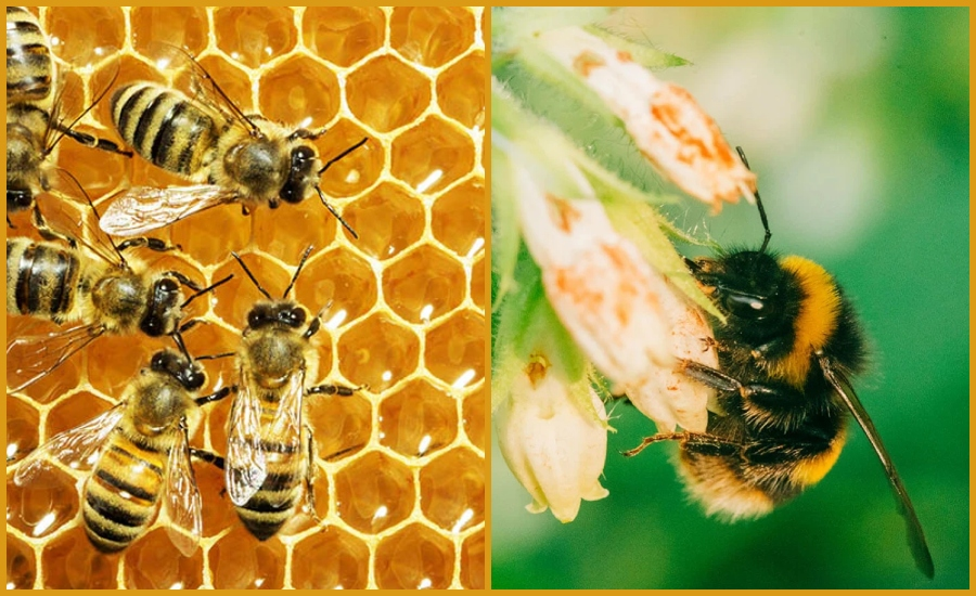 Queen Honey Bee